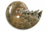 Polished Ammonite (Phylloceras) Fossil - Madagascar #297095-1
